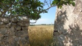 Da piccola costruzione rurale in agro di Altamura