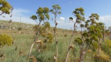 in agro di Altamura