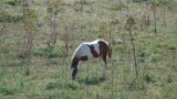 Cavalli al pascolo in agro di Altamura