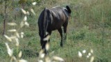 Cavalli al pascolo in agro di Altamura