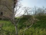 ex scalo ferroviario Calderoni in agro di Gravina in Puglia, da Sp 230.