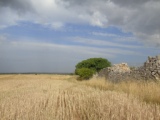 Ruderi vicinanza Centro Studi Torre di Nebbia (Altamura - 40.867486, 16.454846)