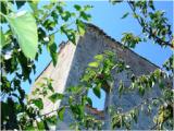 Torre Morea , in agro di Palombaio (Bitonto)