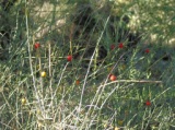 Casa Regina , in agro di Trani-Corato (Lama Cupa)