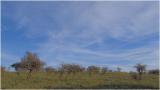 Paesaggio tipicamente murgiano dalla SP 238