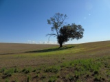 Paesaggio di Alta Murgia