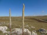 Paesaggio di Alta Murgia