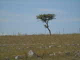 Paesaggio di Alta Murgia