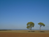 Paesaggio di Alta Murgia