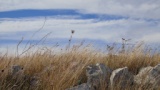 Paesaggio di Alta Murgia