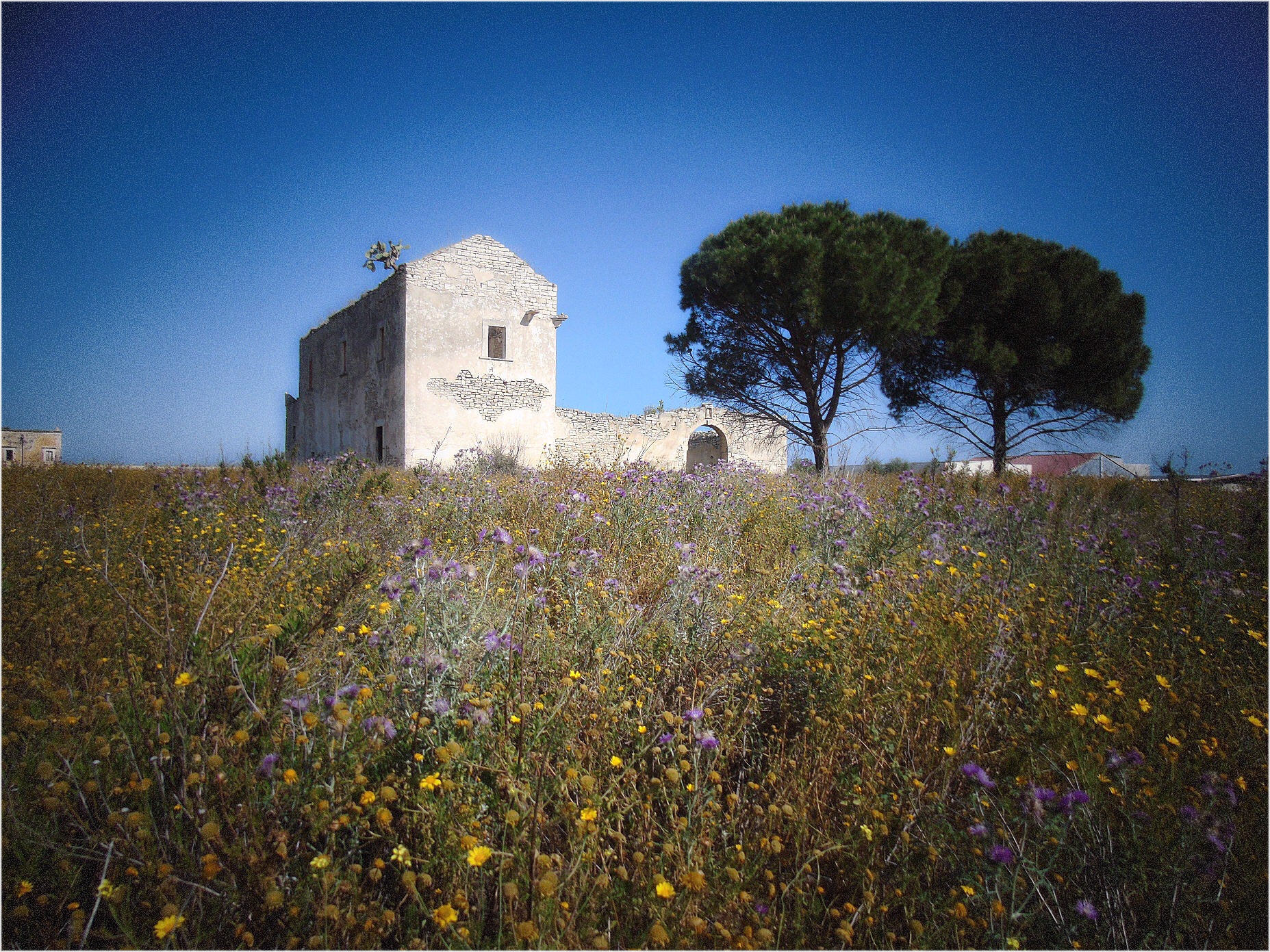 Rudere di antica masseria in agro di Molfetta - 06
