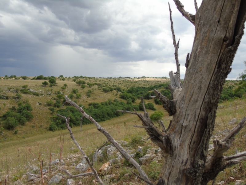 Paesaggio di Murgia