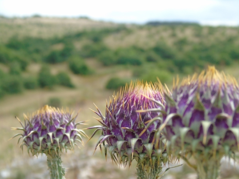 Paesaggio di Murgia