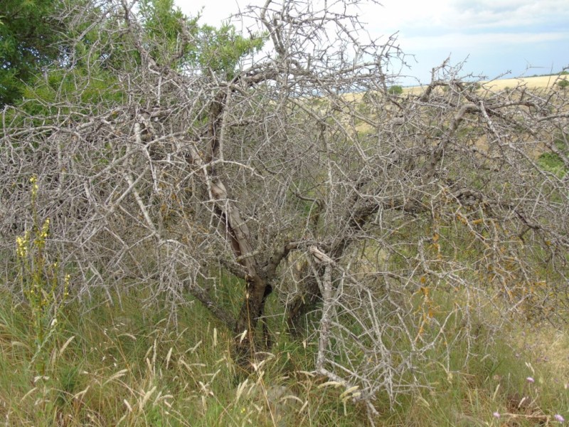 Paesaggio di Murgia