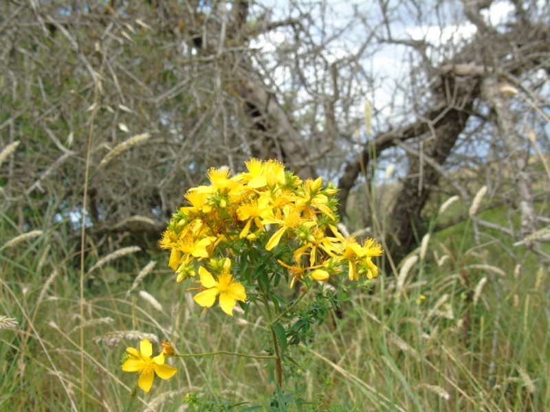 Paesaggio di Murgia