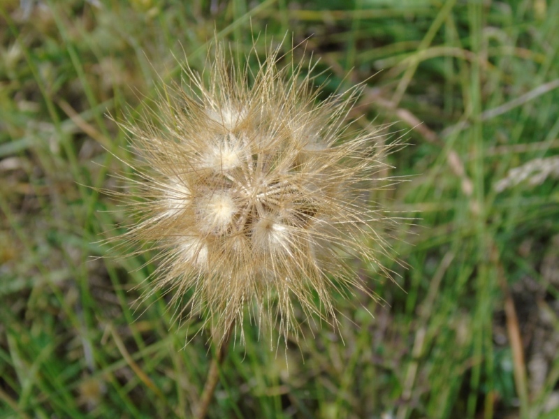 Paesaggio di Murgia