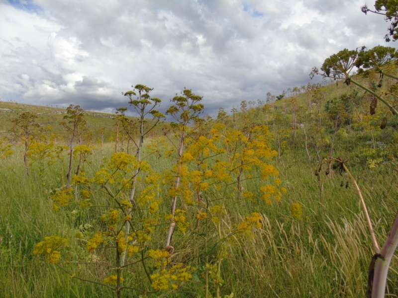 Paesaggio di Murgia