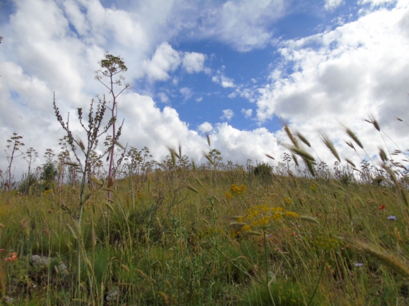 Paesaggio di Murgia