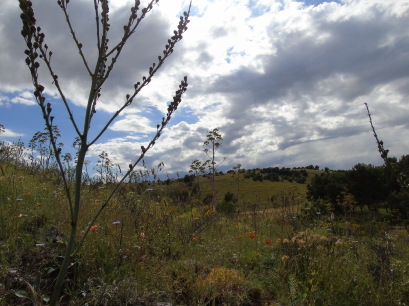 Paesaggio di Murgia