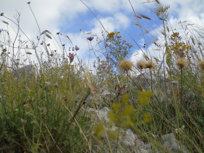 Paesaggio di Murgia