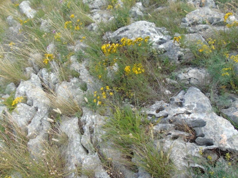 Paesaggio di Murgia