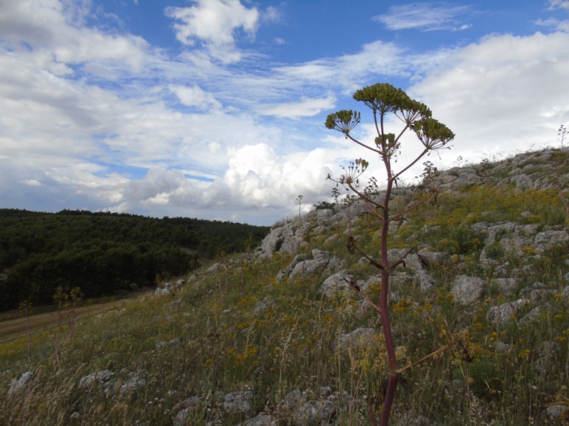 Paesaggio di Murgia