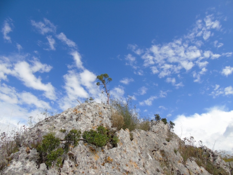 Paesaggio di Murgia