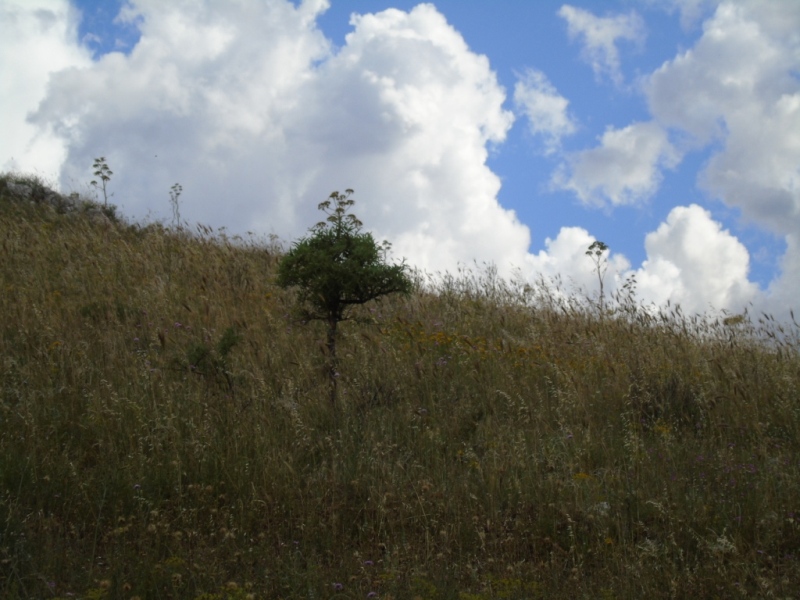 Paesaggio di Murgia