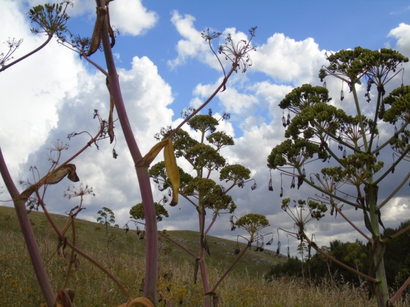 Paesaggio di Murgia