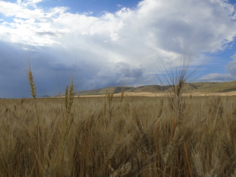 Paesaggio di Murgia