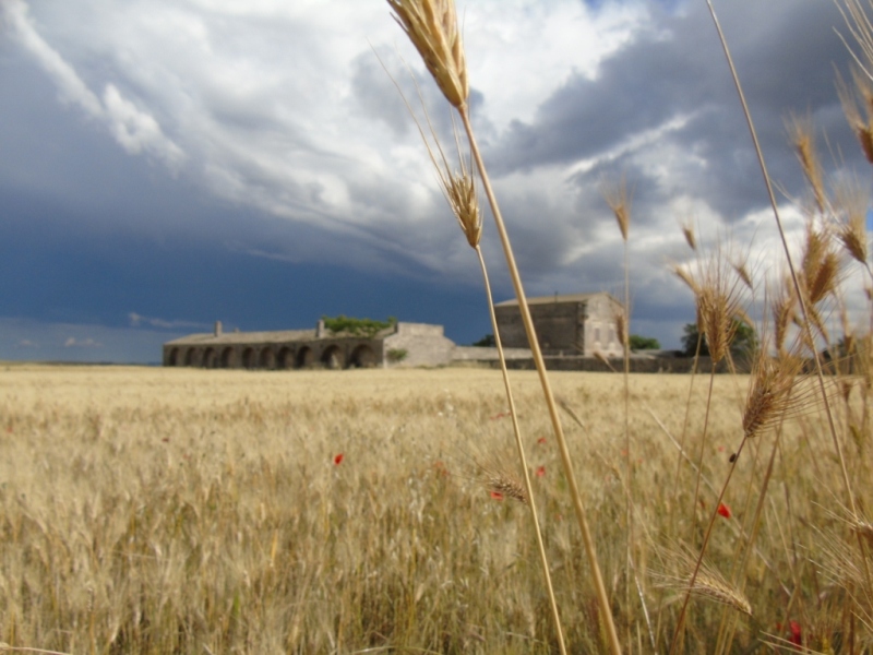 Paesaggio di Murgia