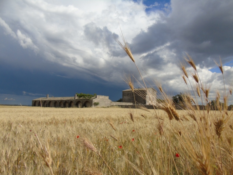 Paesaggio di Murgia