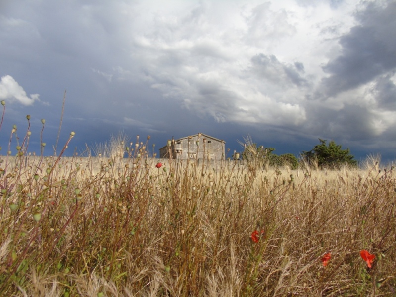 Paesaggio di Murgia