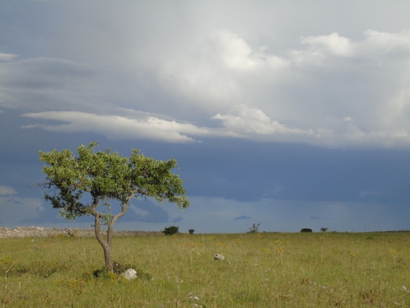 Paesaggio di Murgia