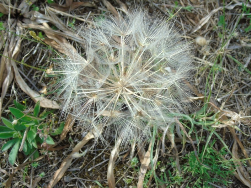 Paesaggio di Murgia