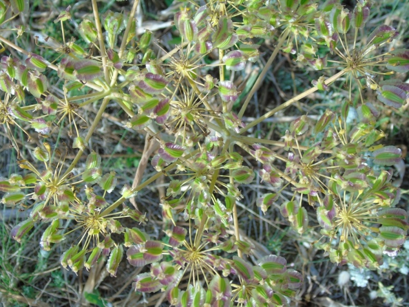 Paesaggio di Murgia