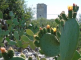 Torre di Sant'Eustachio, Giovinazzo