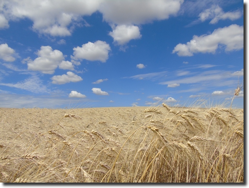 Paesaggio di Murgia