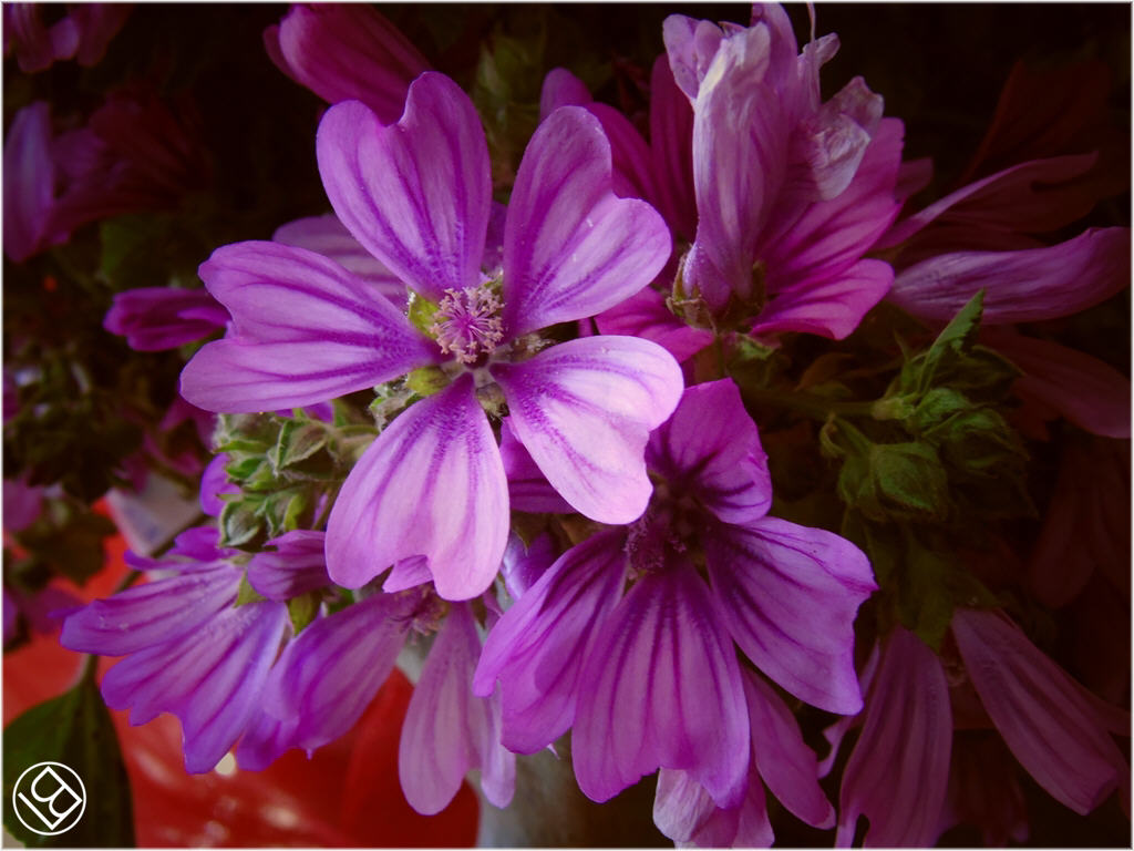 Fiori in studio