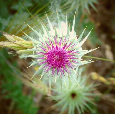 fiore di Murgia