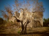 Torre dell'Alfiere, in agro di Terlizzi(BA)