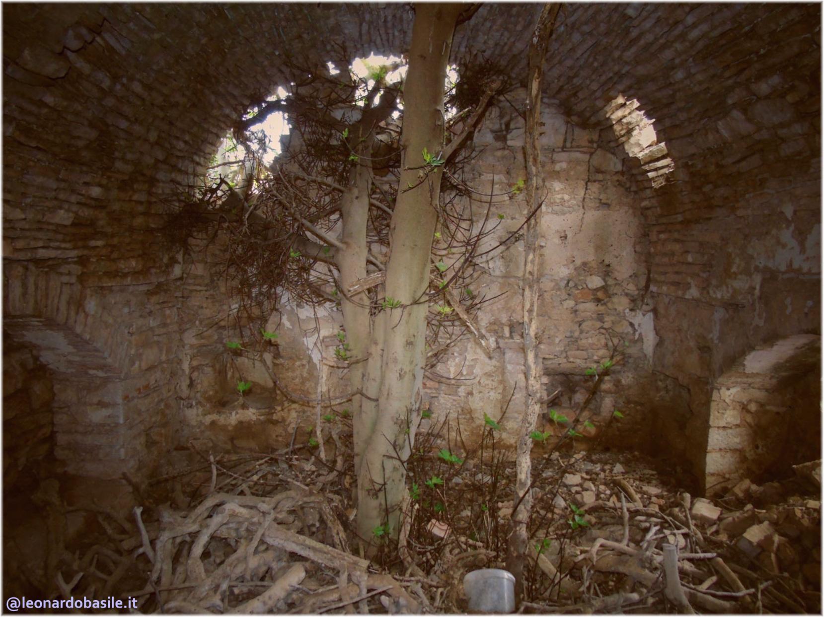 Zona Patanella - Bosco di Ruvo di Puglia (BA)