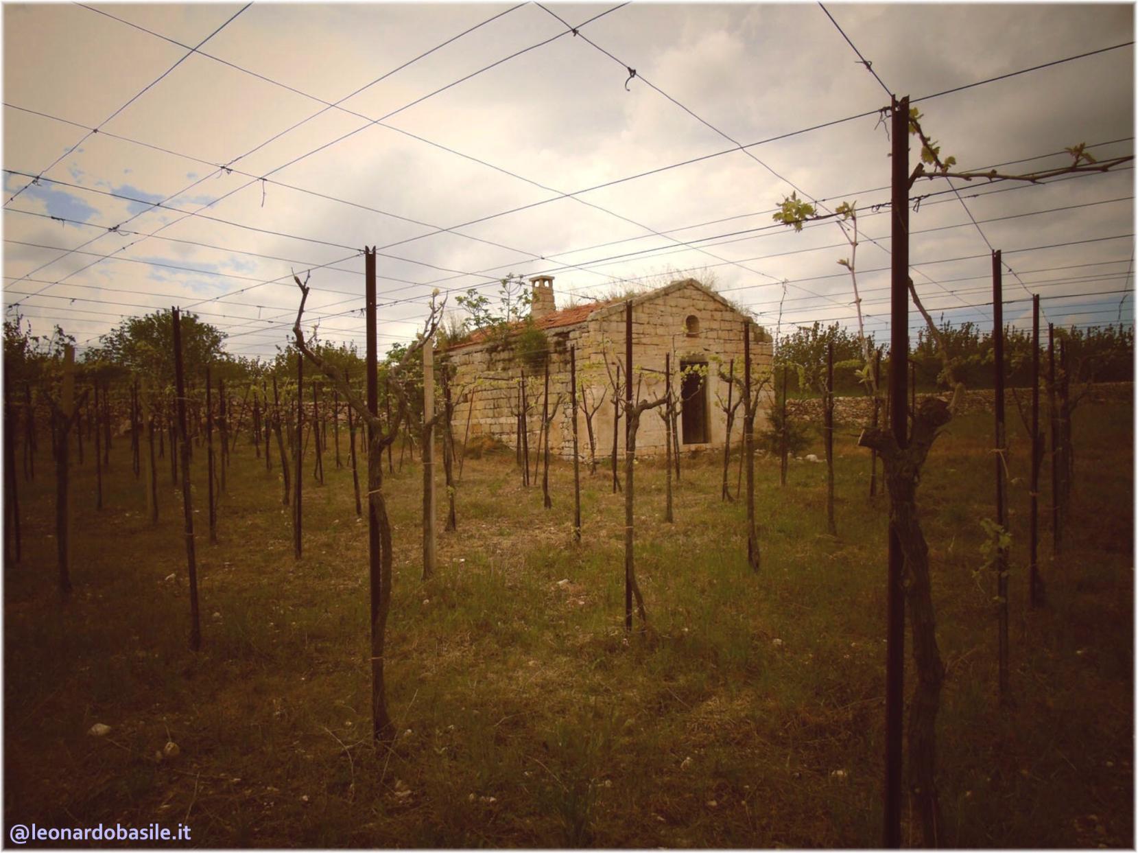 Zona Patanella - Bosco di Ruvo di Puglia (BA)