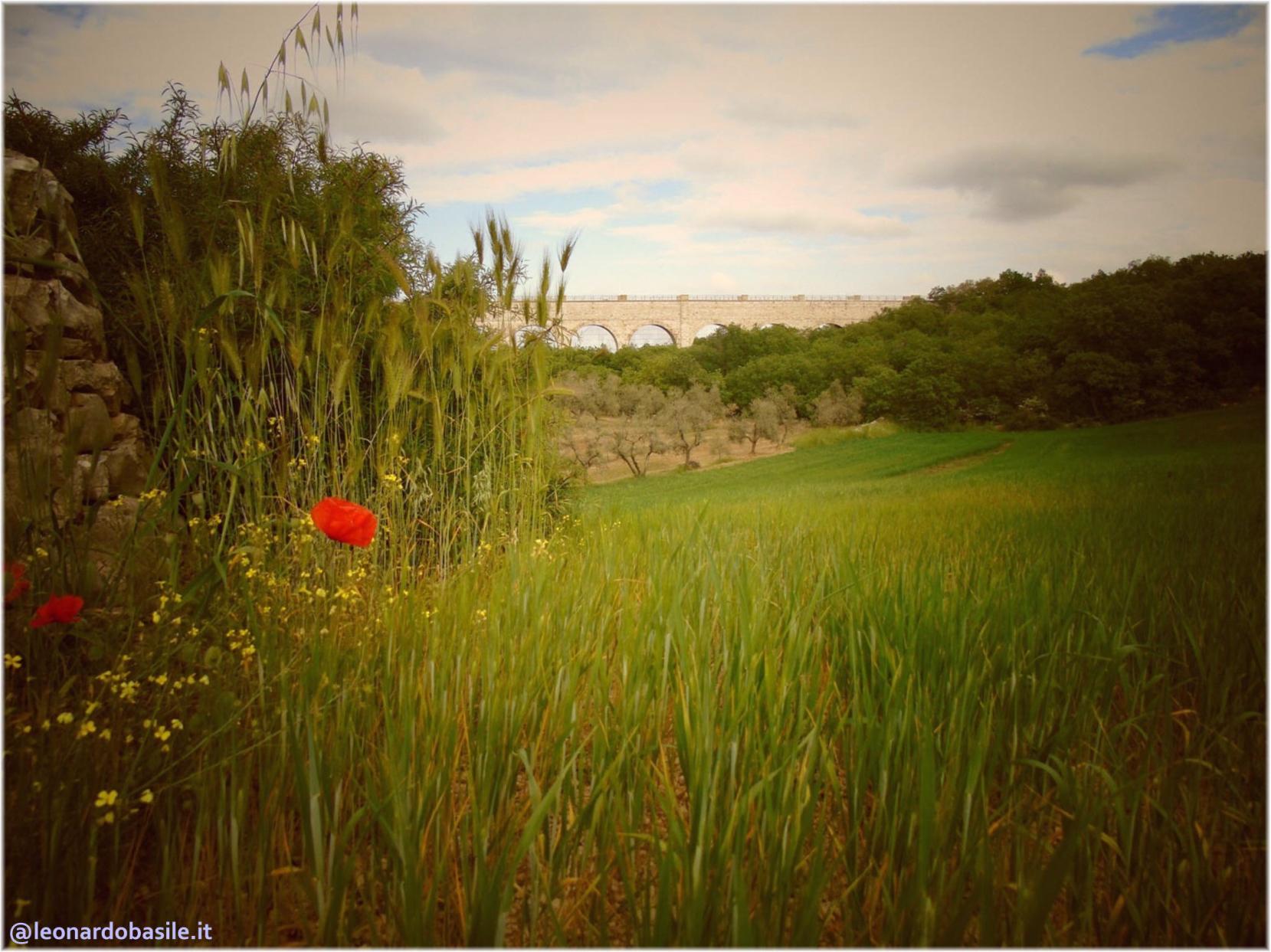 Zona Patanella - Bosco di Ruvo di Puglia (BA)