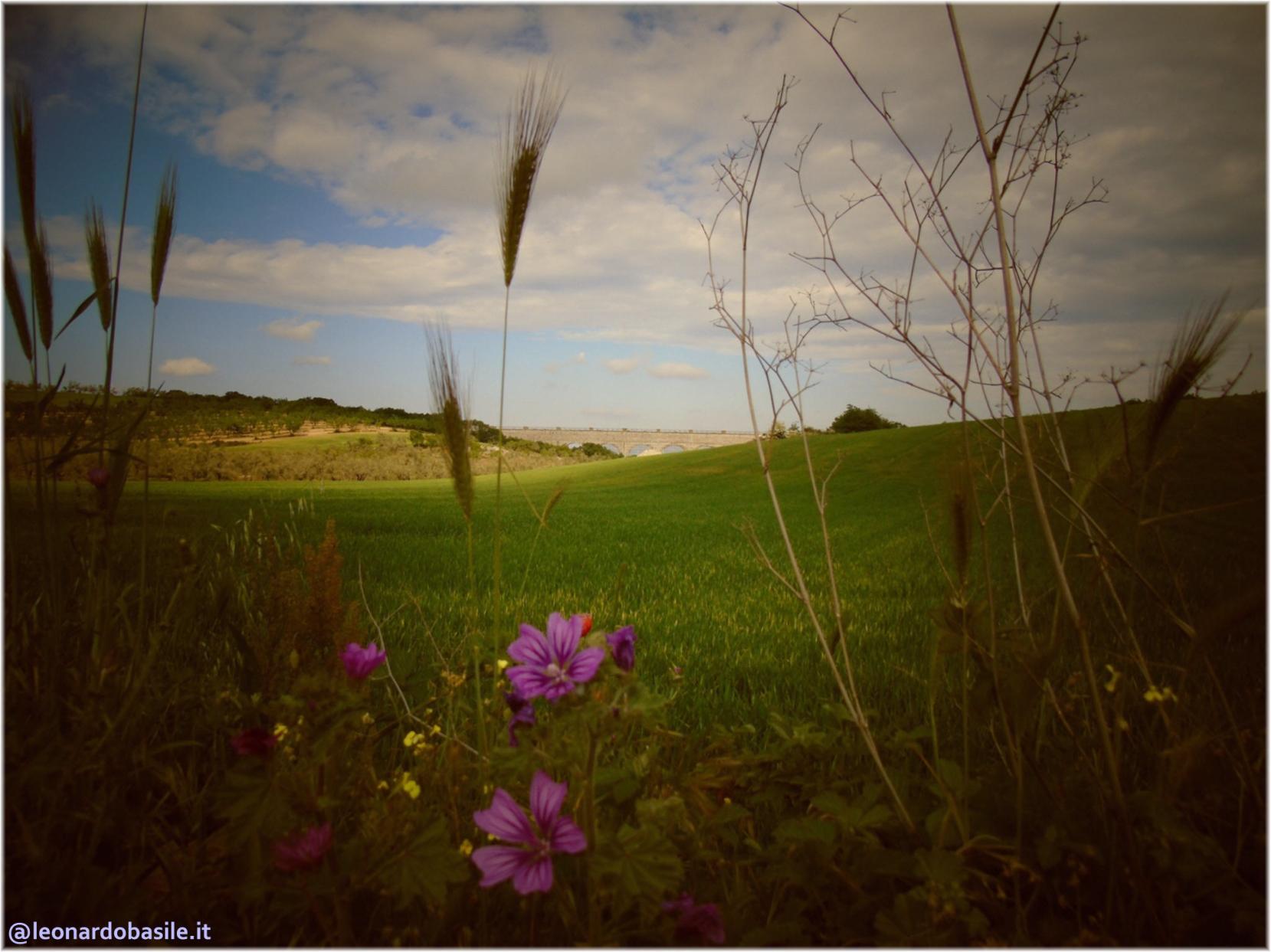 Zona Patanella - Bosco di Ruvo di Puglia (BA)