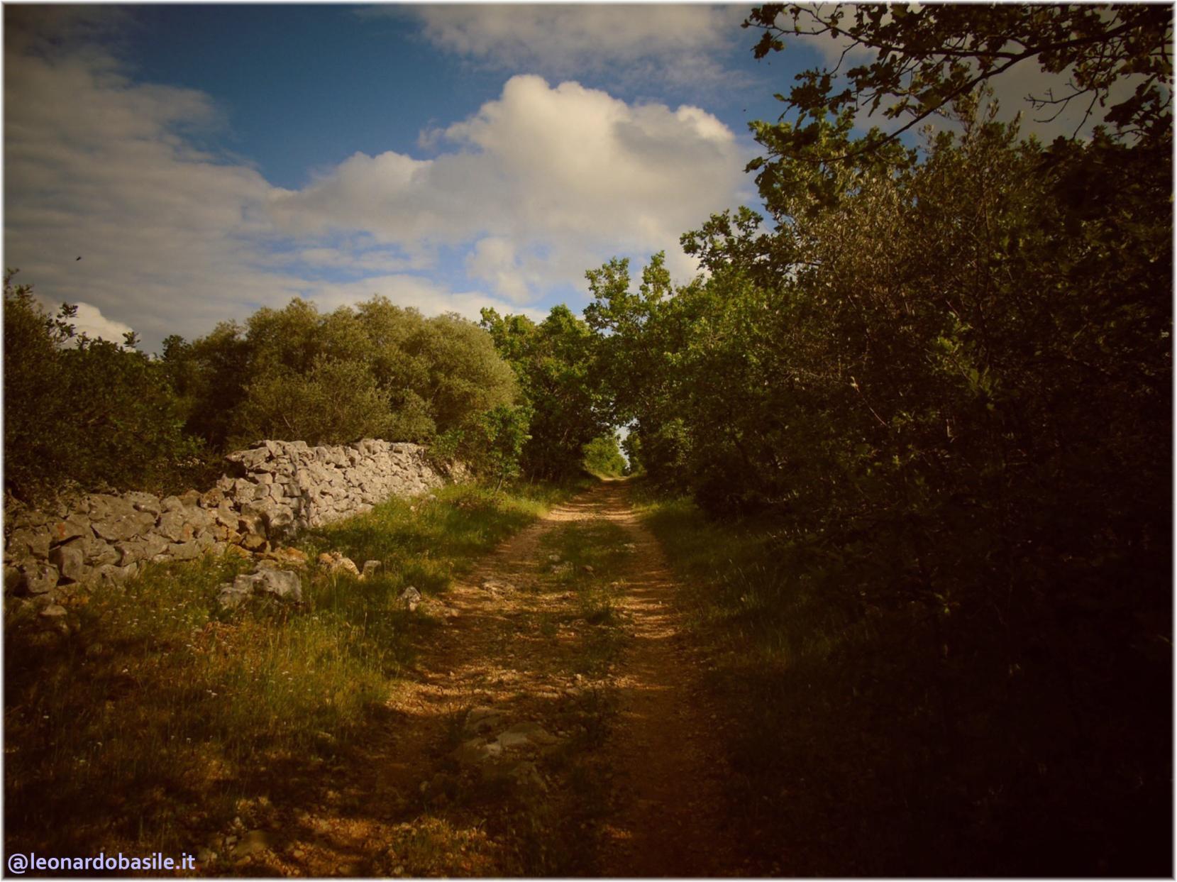 Zona Patanella - Bosco di Ruvo di Puglia (BA)