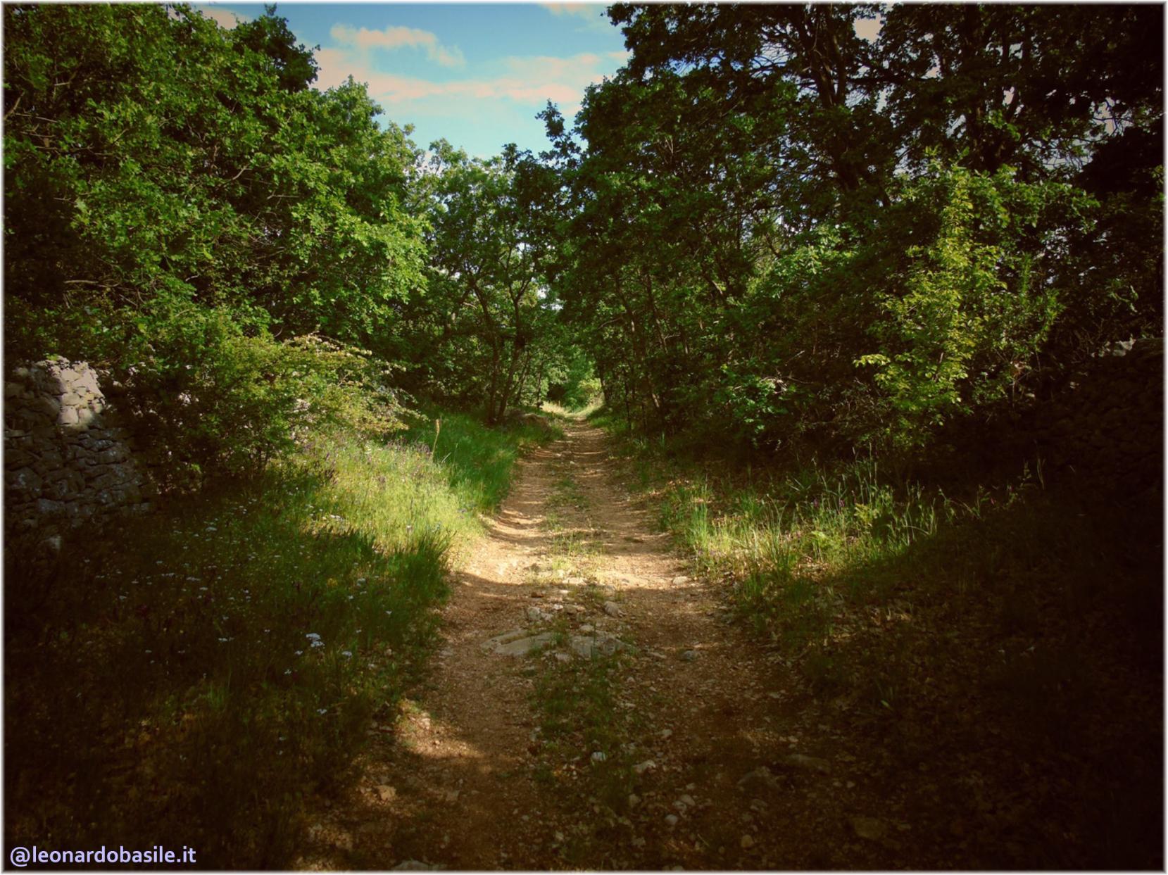 Zona Patanella - Bosco di Ruvo di Puglia (BA)