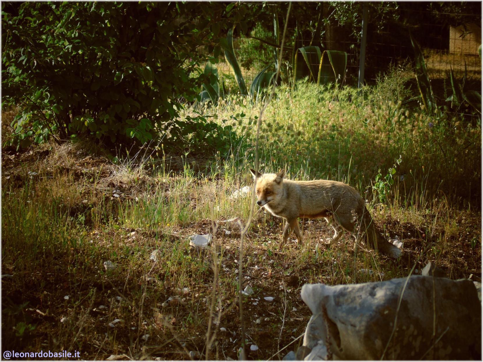 Zona Patanella - Bosco di Ruvo di Puglia (BA)