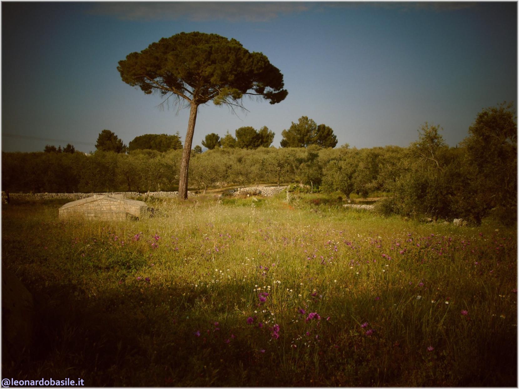 Zona Patanella - Bosco di Ruvo di Puglia (BA)